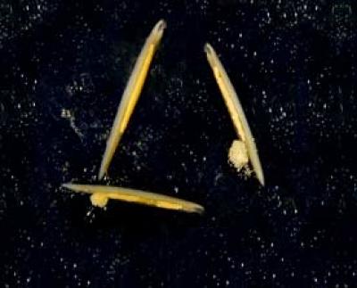 Amphioxus Spawning