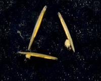 Amphioxus Spawning