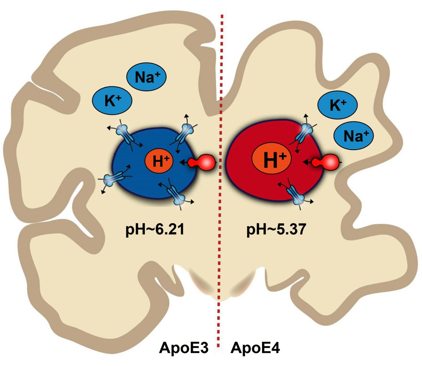 Inside Endosomes