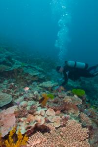 Sea Diving
