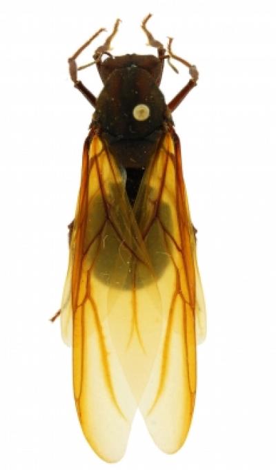 Leafcutter Ant Queen