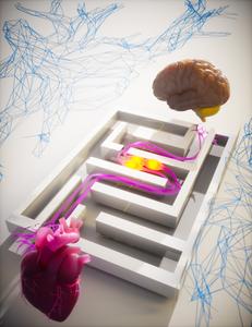 Heart-brain connections
