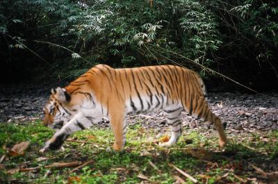 Camera Trap Tiger in Myanmar