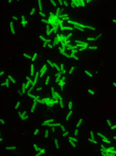<i>C. difficile</i>