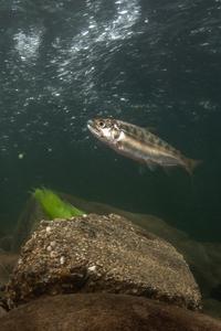 Juvenile Chinook salmon