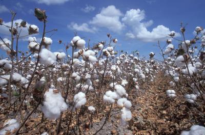 Cotton Field