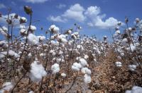 Cotton Field