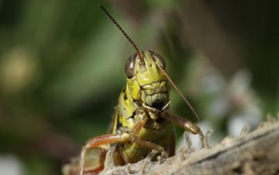 Photo of a Grasshopper