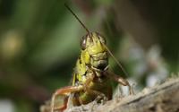 Photo of a Grasshopper