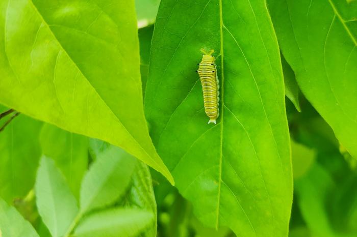 Leaf herbivory in Yuanjiang (Photo: Longxin Lu)