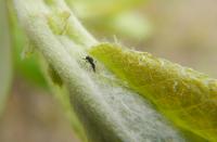 Parasitic Wasps