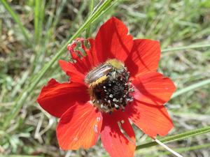 Beetle on a Red Anemone Flower