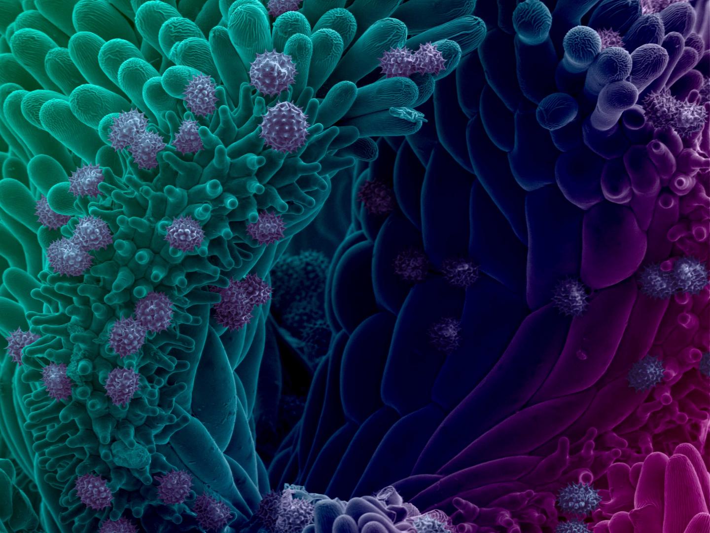 Scanning Electron Microscopy Image of the Surface of Frozen Daisy with Pollen