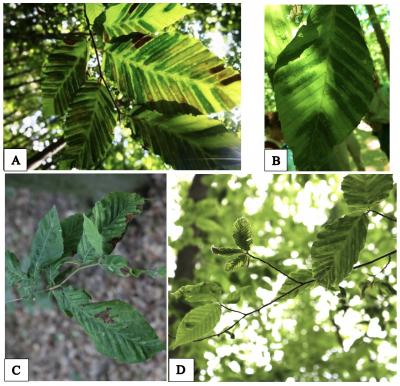 Beech Leaf Disease Is Killing Trees