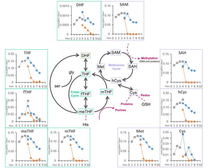 Carbon depletion impacts 1C metabolic fluxes in grapevine cells.