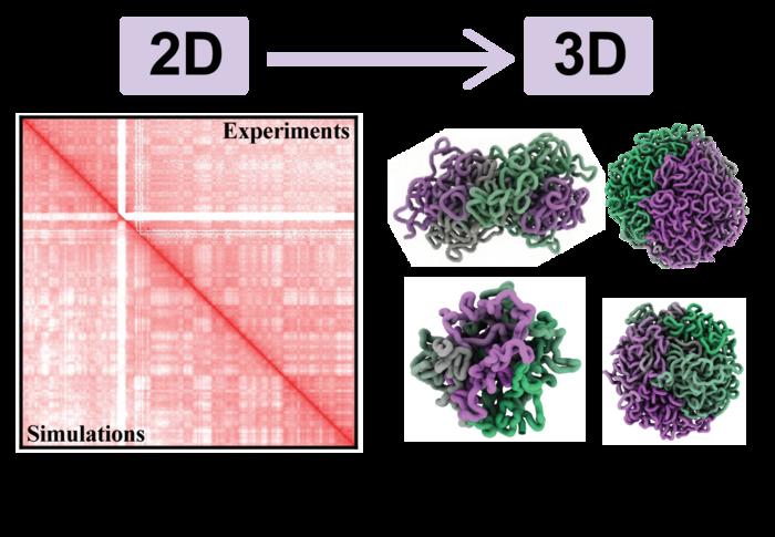 Hi-C data vs Fi-Chrom model