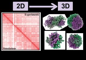 Hi-C data vs Fi-Chrom model