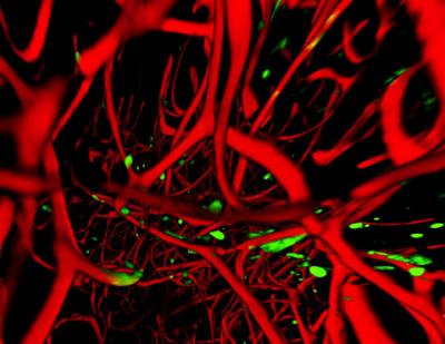 Nuclei