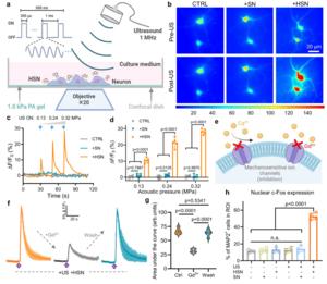 HSN-enabled low-intensity ultrasound modulation of primary neurons.