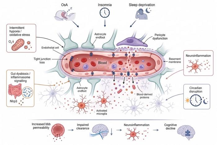 Mechanisms by which sleep disorders disrupt the blood-brain barrier (BBB)