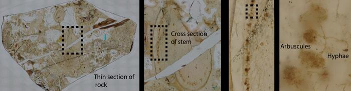 An Aglaophyton fossil sample with exquisitely preserved fungal structures