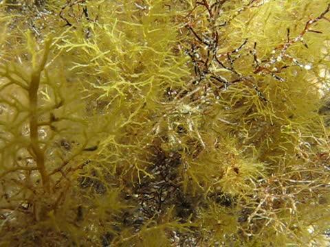 Macropodia czernjawskii spider crab in the wild