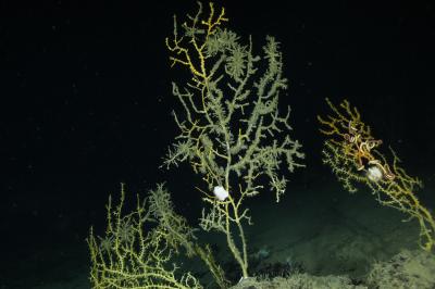 Impact of Deepwater Horizon Oil Spill on Coral Is Deeper and Broader than Predicted