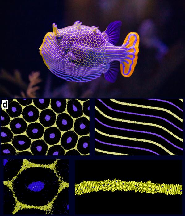 A male ornate boxfish and simulated hexagon and stripe patterns