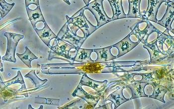 What Lives in Seawater?