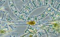 What Lives in Seawater?