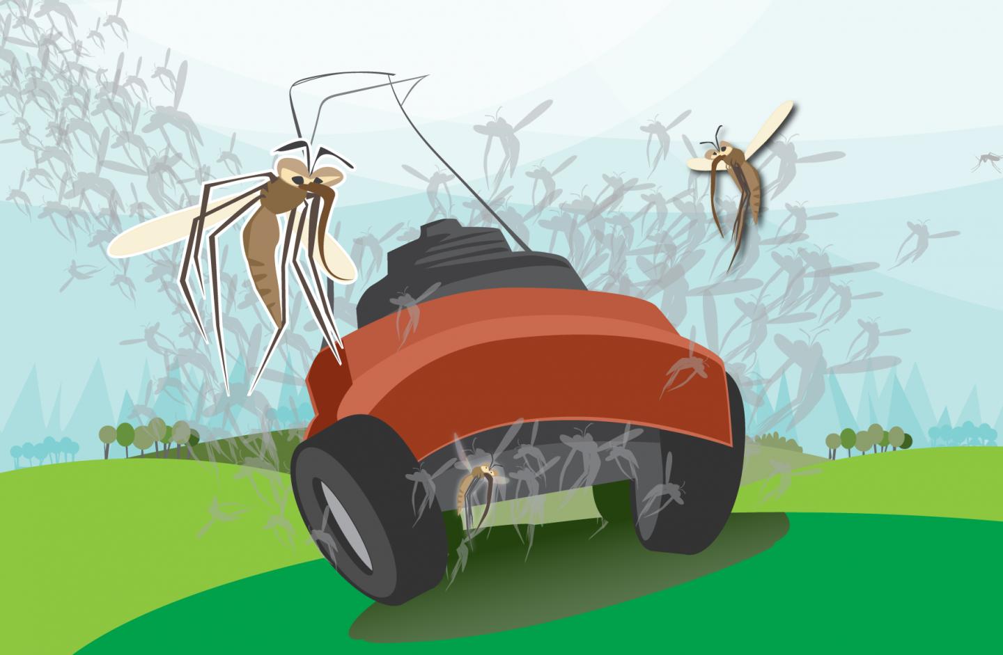 Mow to Grow Mosquitoes