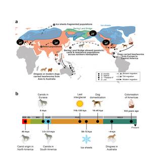 New evolutionary paradigm for canid heartworm