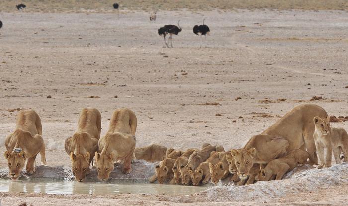 Lionesses and cubs at Etosha National Park
