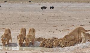Lionesses and cubs at Etosha National Park