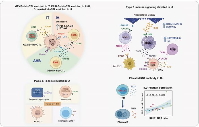 Chinese researchers reveal core cellular network modulating immune phenotype switching in hepatitis B