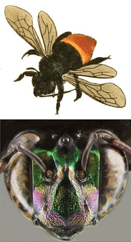 Eufriesea surinamensis