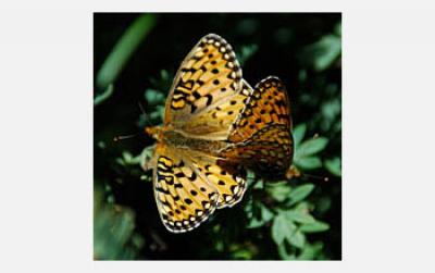 Mormon Fritillary Butterflies Mating
