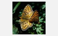 Mormon Fritillary Butterflies Mating
