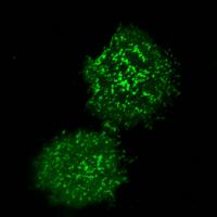 Immune Cell Activity