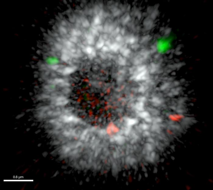 Differences in short (red) and long (green) 5S rDNA reads in a duckweed nucleus