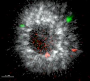 Differences in short (red) and long (green) 5S rDNA reads in a duckweed nucleus