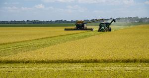 Rice harvest