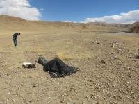 Fieldwork on Site