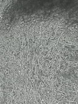 Contracting Myotubes