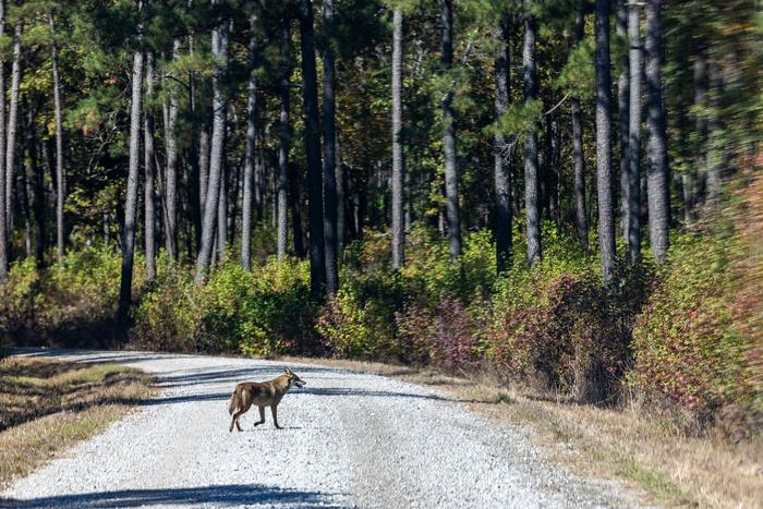 Coyote walking