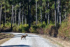 Coyote walking