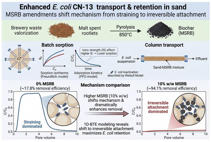 Sorption and transport of Escherichia coli CN-13 in saturated sand columns amended with biochar derived from malt spent rootlets