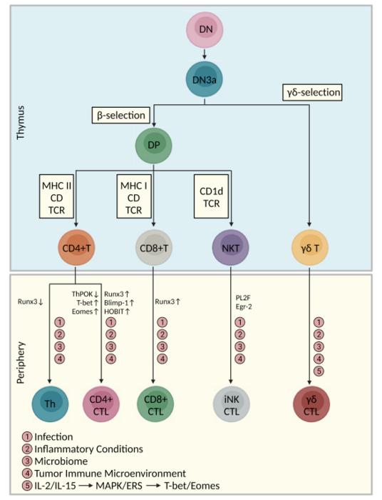Diferentiation trajectories of CTLs of thymic developmental origins and in the peripheral blood.