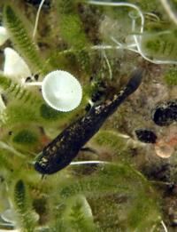 <i>Cyprinodon desquamator</i> (Scale-eating Pupfish)