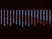 Microscopy Time-Lapse Pictures of E. Coli Cells